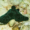 Coriocella nigra