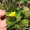 Downy Yellow Violet