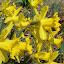 daffodils