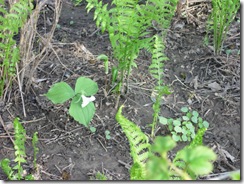 spring 08 029