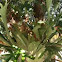 Staghorn Fern