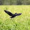 Purple Swamp Hen