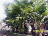 Vendo Palmeras