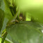 Carolina Anole