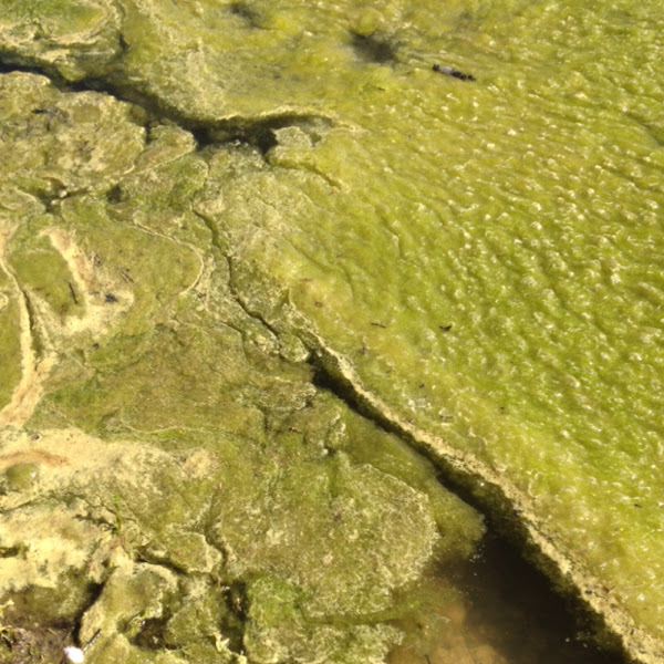 Pond slime Project Noah