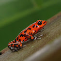 Strawberry Dart Frog