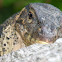 Water monitor