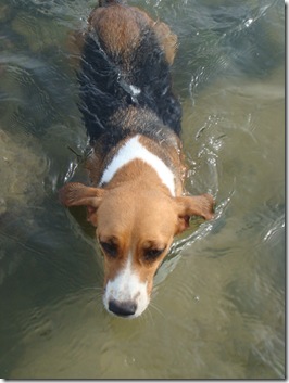 dogswimming
