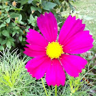 Cosmos