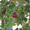 Brazilian cherry