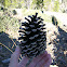 Jeffrey Pine