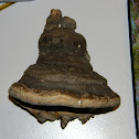 Red-Belted Polypore