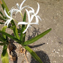 Swamp lily or string lily