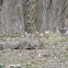 Eastern Gray Squirrel