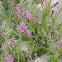 Palestine catchfly