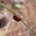 Graphosoma lineatum