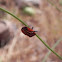 Graphosoma lineatum