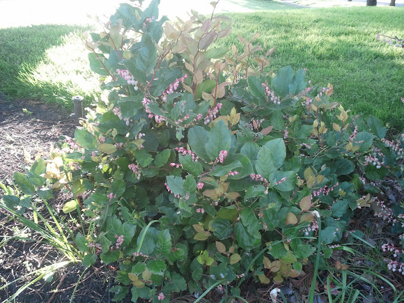 Spotting Image 1