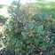Salal