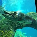 Great Barracuda