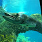 Great Barracuda