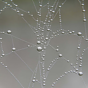 lace by Jasenka Arbanas - Abstract Fine Art