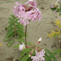 Common Soapwort