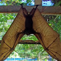 Giant Golden-Crowned Flying Fox