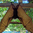Giant Golden-Crowned Flying Fox