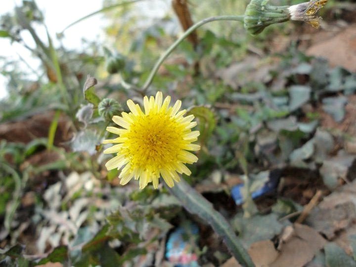 common sowthistle