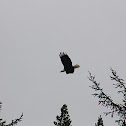 Bald eagle