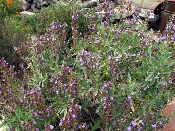 [BloominSage7.jpg]