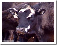 Viagen, Cloned Cow - photo by CNN