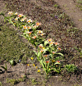 tulipany.jpg