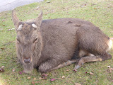 A deer! So many in Nara, they just run wild.