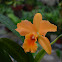 Orquidea