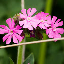 Red Campion