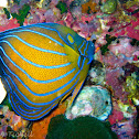 Blue ring angelfish