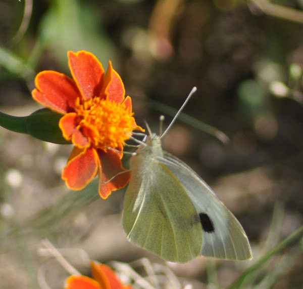 Cabbage Butterfly Project Noah