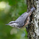 Eurasian Nuthatch