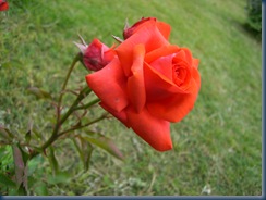 flowers and plants 023