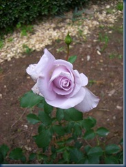 flowers and plants 048