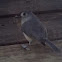 Tufted Titmouse