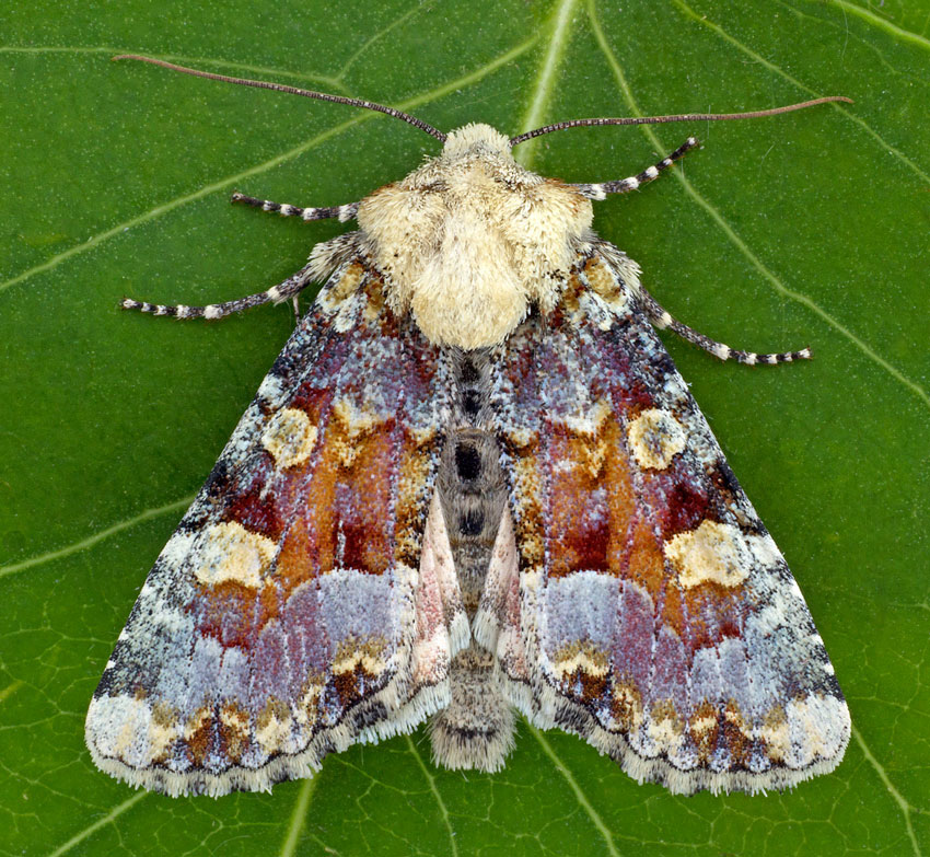 Oligia rampartensis