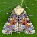 Oligia rampartensis