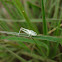 From a Hopper ?