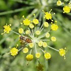 Syrphid Fly