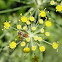 Syrphid Fly