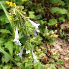 Lyre-leaved Sage