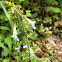 Lyre-leaved Sage